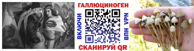 Галлюциногенные грибы Psilocybe  Гуково 
